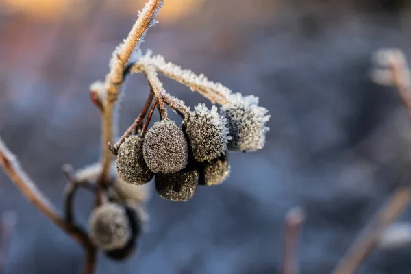 Chokeberry täckt med hesparfrost på vintern solig dag. — Stockfoto