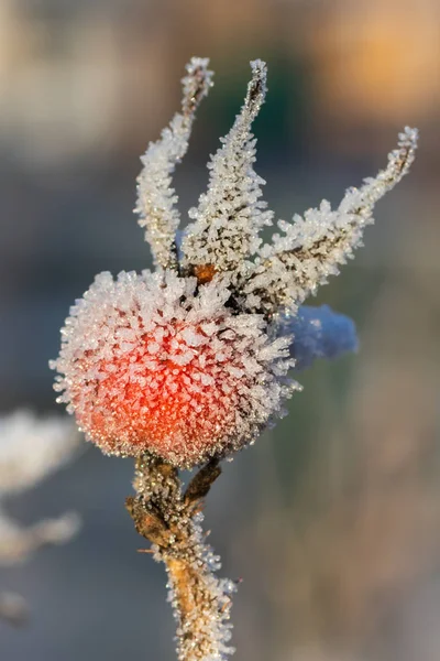 Rose pour chien baies couvertes de givre au soleil d'hiver. — Photo