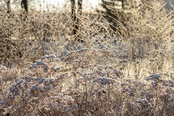 Trockenes Gras mit Raureif bedeckt an sonnigen Wintertagen. — Stockfoto