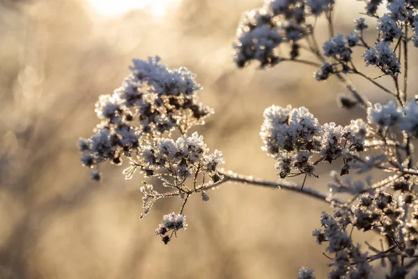 Planta seca coberta com geada no dia ensolarado de inverno . — Fotografia de Stock
