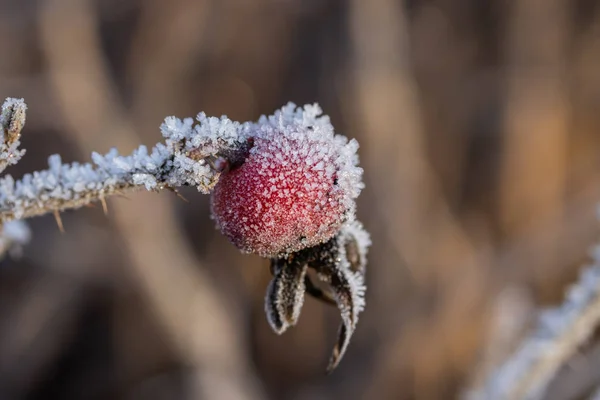 Rose pour chien baies couvertes de givre au soleil d'hiver. — Photo