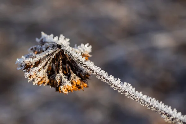 Droge plant bedekt met vorst in de winter zonnige dag. — Stockfoto