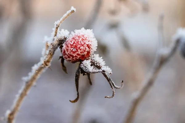 Rose pour chien baies couvertes de givre au soleil d'hiver. — Photo