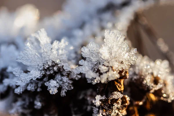 Cristais de gelo na planta seca no dia ensolarado do inverno . — Fotografia de Stock