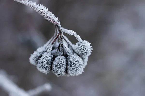 Chokeberry coberto com geada no dia ensolarado de inverno. — Fotografia de Stock