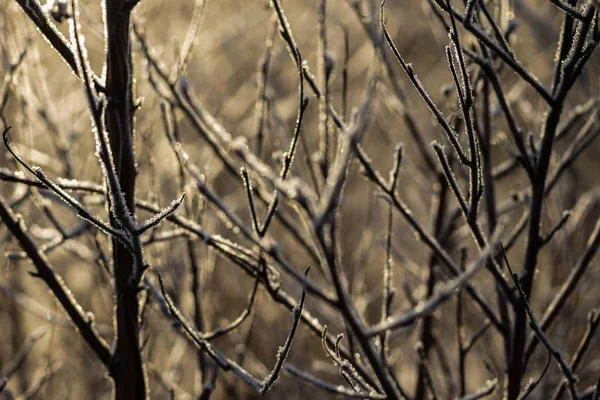 Floresta no inverno. Ramos cobertos com geada . — Fotografia de Stock