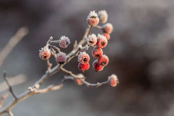 Weißdornbeeren am sonnigen Wintertag mit Raureif bedeckt. — Stockfoto