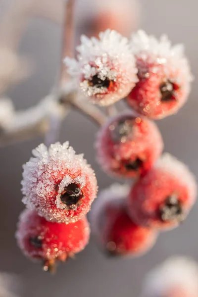 Hawthorn berries covered with hoarfrost at winter sunny day. — Stock Photo, Image