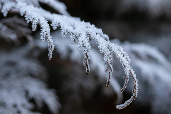 Pflanzenzweig am sonnigen Wintertag mit Raureif bedeckt. — Stockfoto