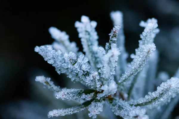 Aghi di conifere con gelo raffermo giorno d'inverno . — Foto Stock
