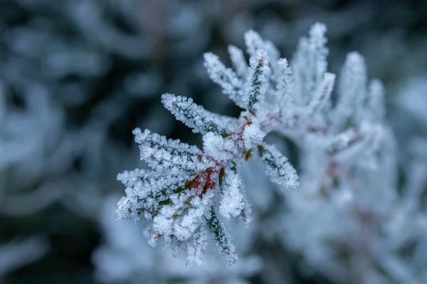 Agulhas de coníferas com hoarfrost dia de inverno . — Fotografia de Stock