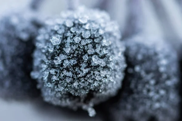 Chokeberry coberto com geada no dia ensolarado de inverno. — Fotografia de Stock