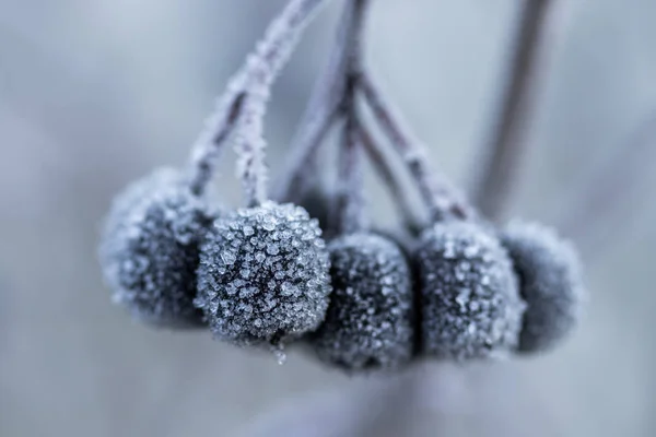 Chokeberry recouvert de givre au soleil d'hiver. — Photo