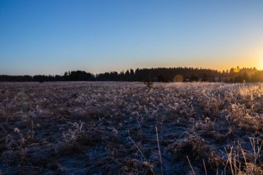 Kışın gün batımında çimenler kurur.