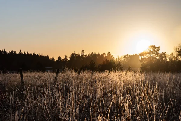 Herbe sèche sur le champ au coucher du soleil en hiver — Photo