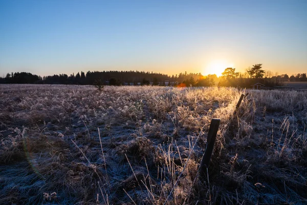 Herbe sèche sur le champ au coucher du soleil en hiver — Photo