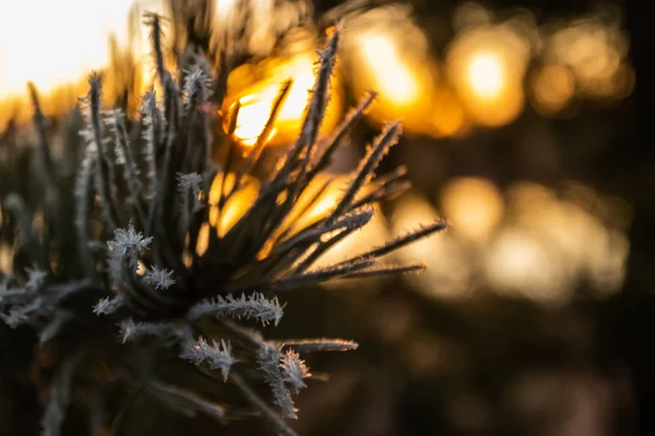 Belo pôr do sol e agulhas de pinheiro geada no inverno, Finlândia . — Fotografia de Stock