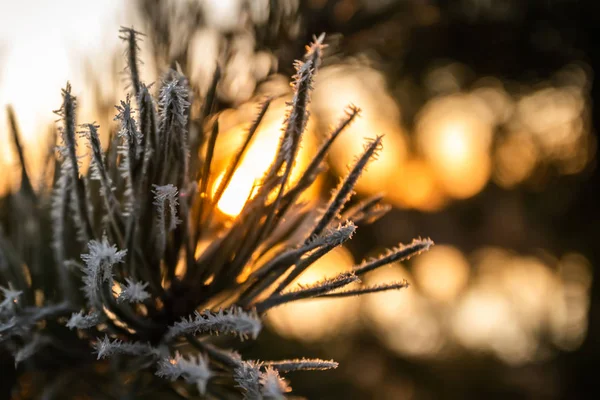 Чудовий захід сонця і морозні соснові голки взимку, Фінляндія.. — стокове фото