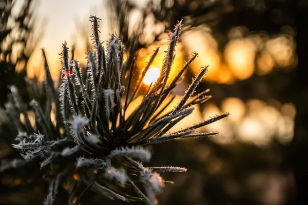 Belo pôr do sol e agulhas de pinheiro geada no inverno, Finlândia . — Fotografia de Stock