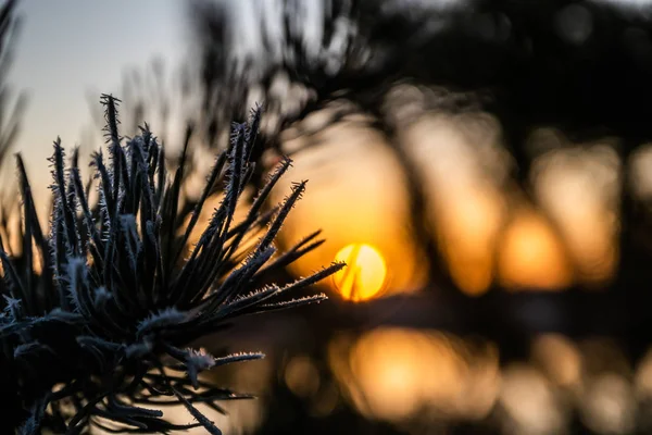 芬兰，冬季美丽的落日和霜冻松针. — 图库照片