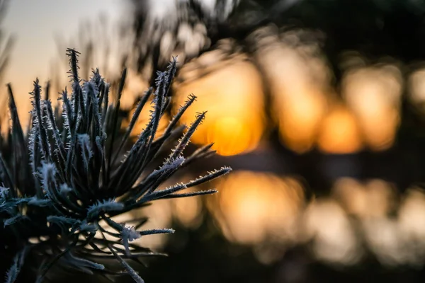 Beau coucher de soleil et aiguilles de pin gelé en hiver, Finlande . — Photo