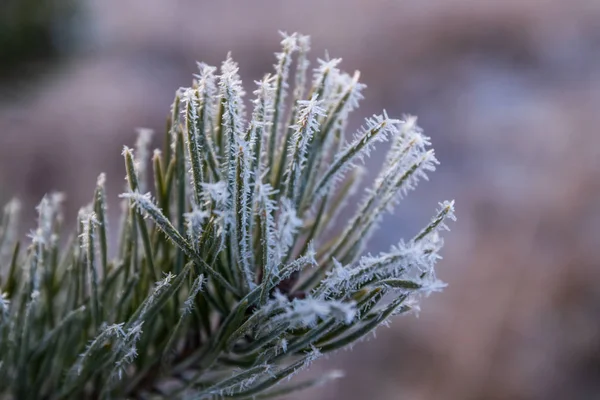 Tallbarr med hesparfrost vinterdag. — Stockfoto