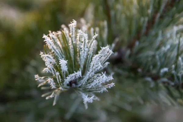 Aiguilles de pin avec givre au jour d'hiver . — Photo