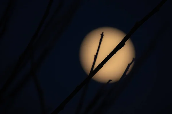 Полная луна и ветви на темном фоне неба — стоковое фото