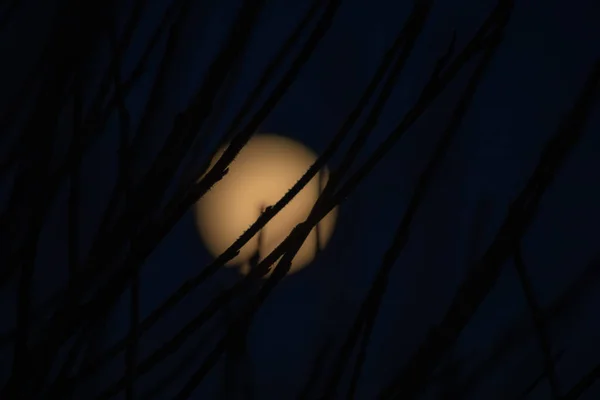 Lua cheia e ramos no fundo do céu escuro — Fotografia de Stock