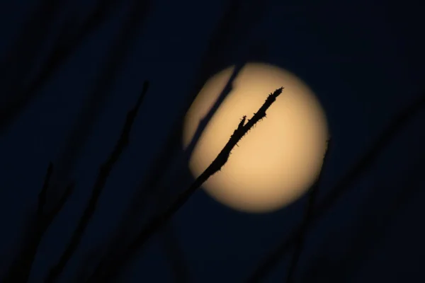 Úplněk a větve na pozadí tmavé oblohy — Stock fotografie