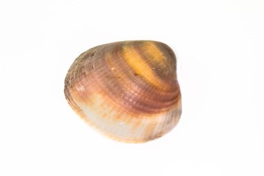 Beyaz bir arka plan üzerinde izole güzel deniz kabuğu