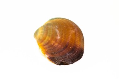 Beyaz bir arka plan üzerinde izole güzel deniz kabuğu