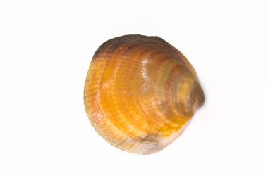 Beyaz bir arka plan üzerinde izole güzel deniz kabuğu