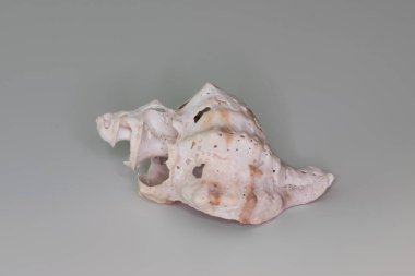 Beyaz bir arka plan üzerinde izole güzel deniz kabuğu