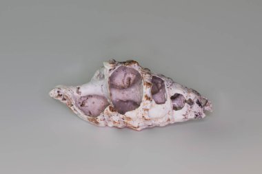 Beyaz bir arka plan üzerinde izole güzel deniz kabuğu