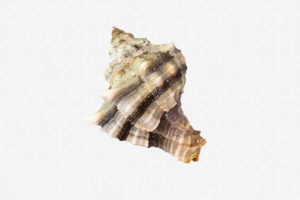 Beyaz Bir Arka Plan Üzerinde Izole Güzel Deniz Kabuğu — Stok fotoğraf