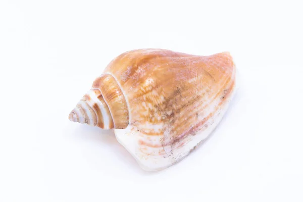 Beautiful Seashell Isolated White Background — Stock Photo, Image