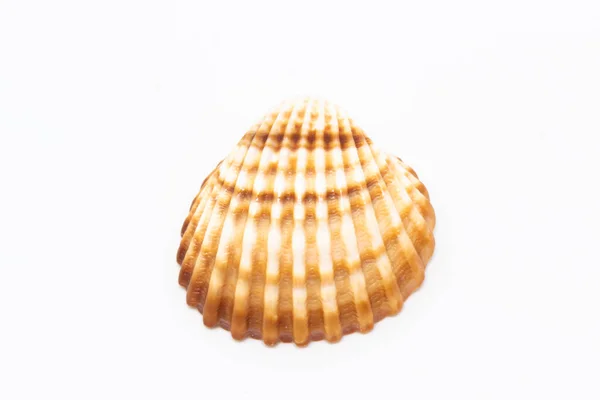 Beautiful Seashell Isolated White Background — Stock Photo, Image