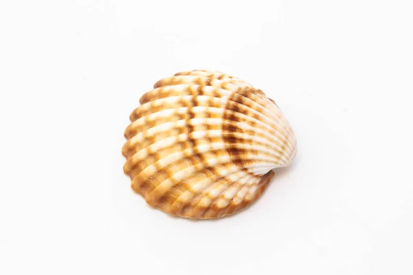 Beautiful Seashell Isolated White Background — Stock Photo, Image