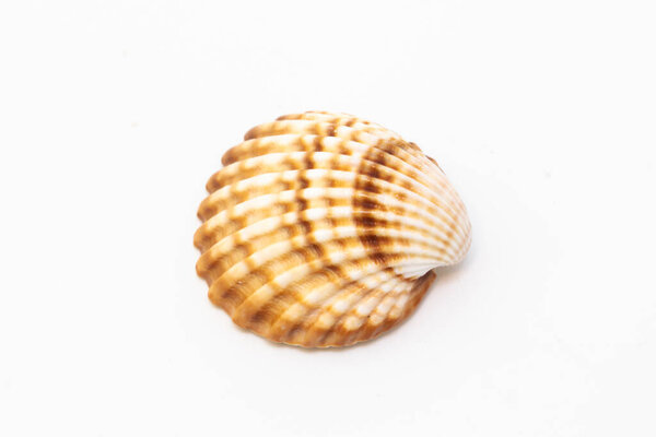 Красивая ракушка изолирована на белом фоне
