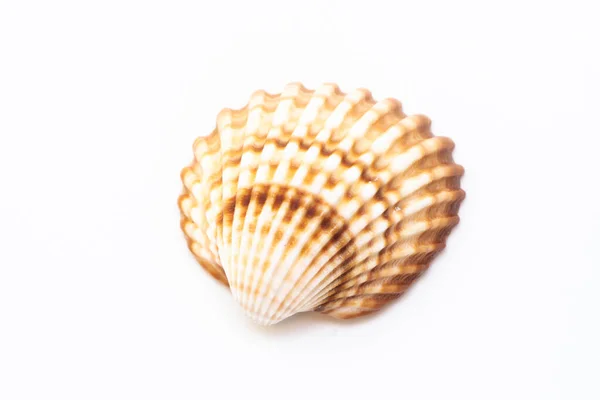 Beautiful Seashell Isolated White Background — Stock Photo, Image