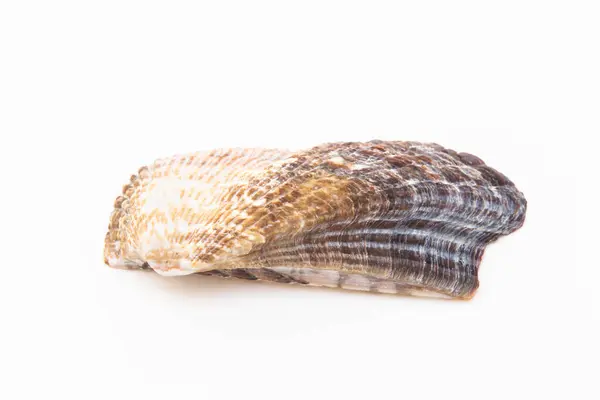 Schöne Muschel Isoliert Auf Weißem Hintergrund — Stockfoto