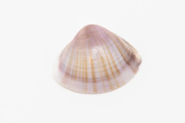 Beautiful Seashell Isolated White Background — Stock Photo, Image