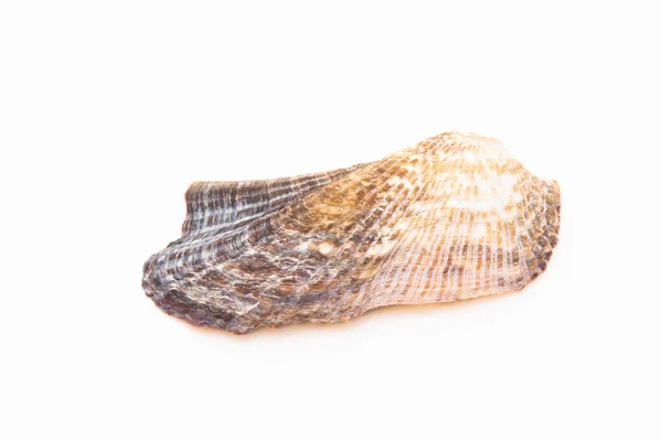 Όμορφη Seashell Απομονωθεί Λευκό Φόντο — Φωτογραφία Αρχείου