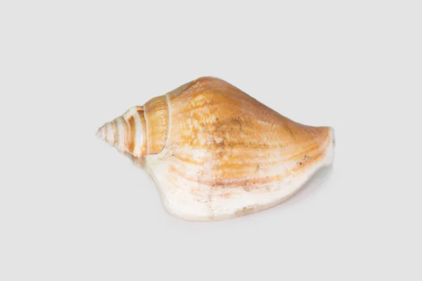 Vackra Seashell Isolerad Vit Bakgrund — Stockfoto