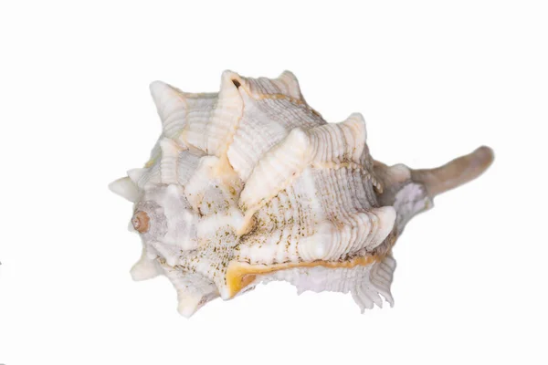 Beautiful Seashell Isolated White Background — Stock Photo, Image
