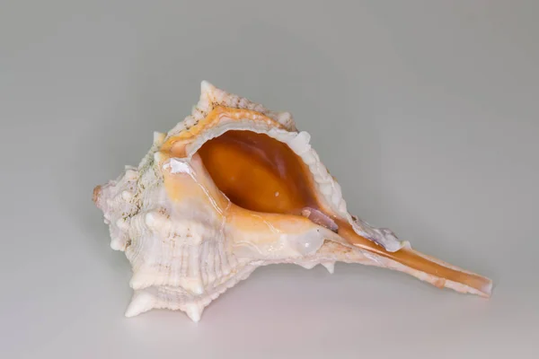 Vackra Seashell Isolerad Vit Bakgrund — Stockfoto