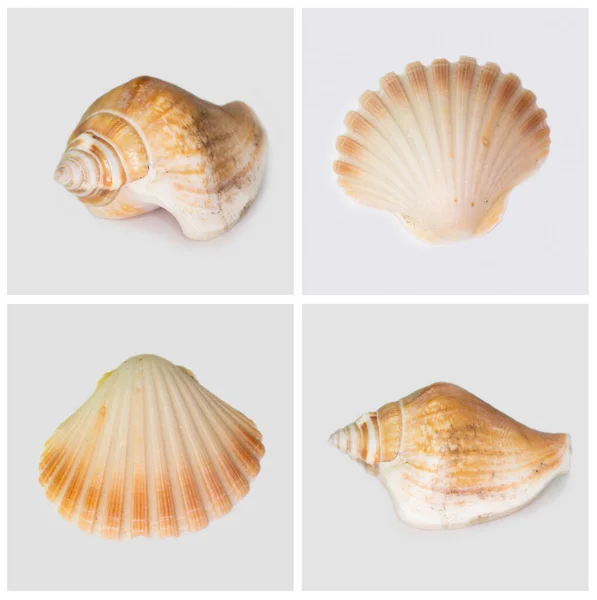 Collection Seashells Isolated White Background Full Size — Stock Photo, Image