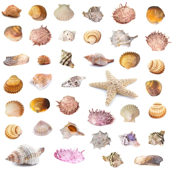 Beyaz arka planda izole edilmiş deniz kabuğu koleksiyonu. Tam boyut.