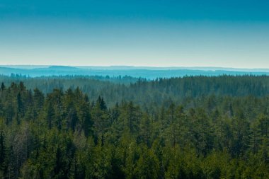 Finlandiya 'nın başkenti Repovesi' de orman manzarası